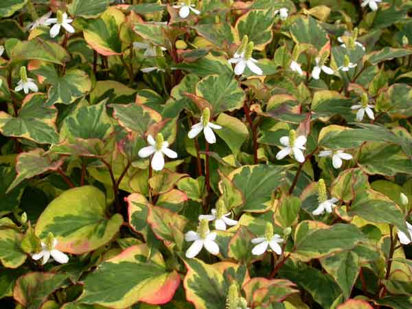 هوتوینا کورداتا -دم مارمولک